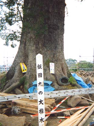飯田丸の大樟木