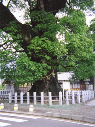 尾鷲神社の大楠