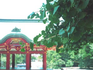 鎌倉八幡宮の大銀杏
