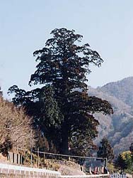 西丹沢の箒杉