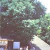 鎌倉八幡宮の大銀杏
